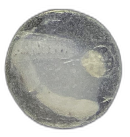 Specimen image