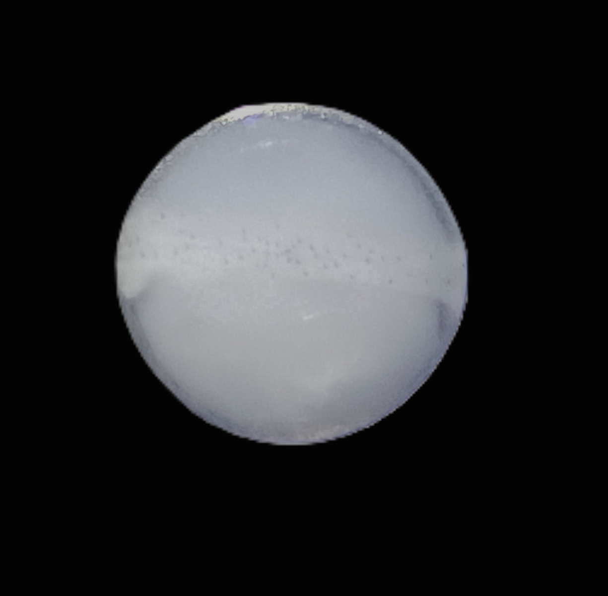 Specimen image