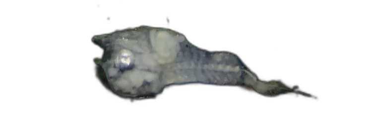 Specimen image