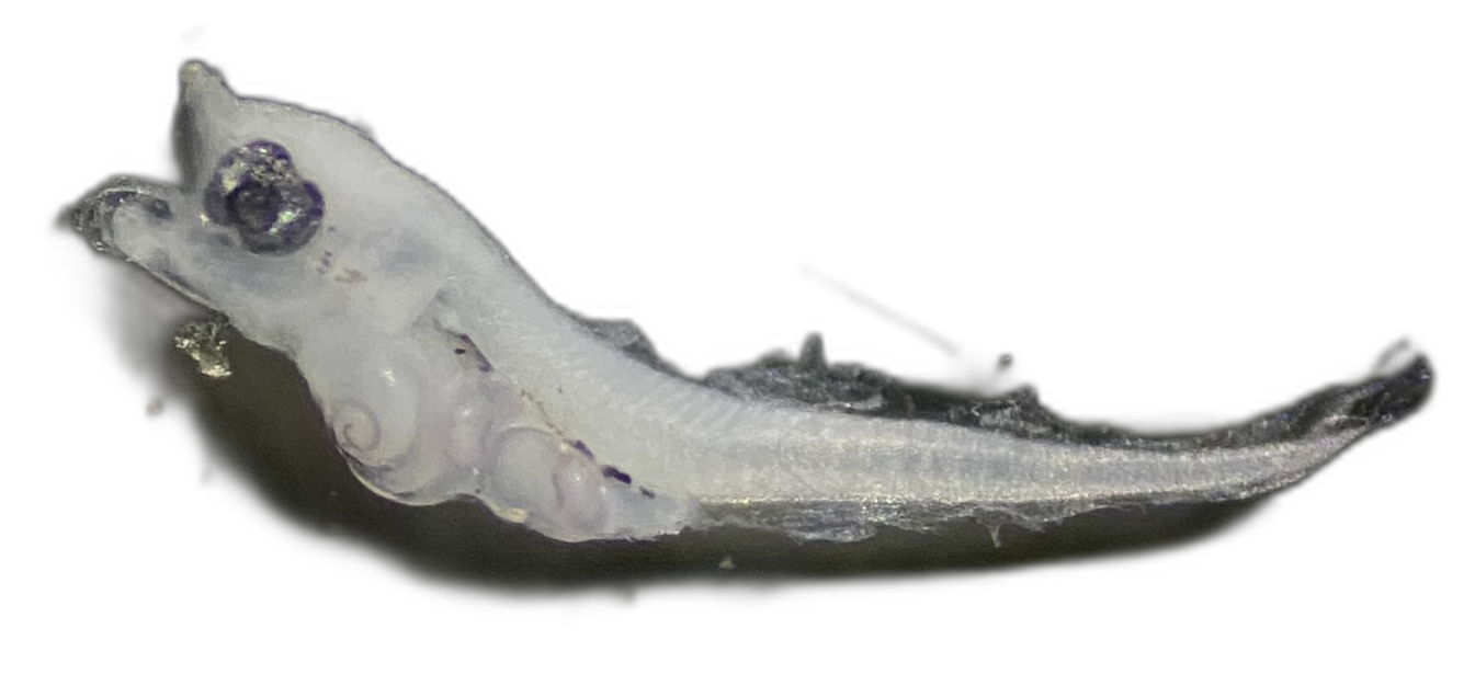 Specimen image