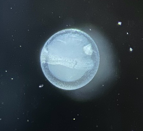 Specimen image
