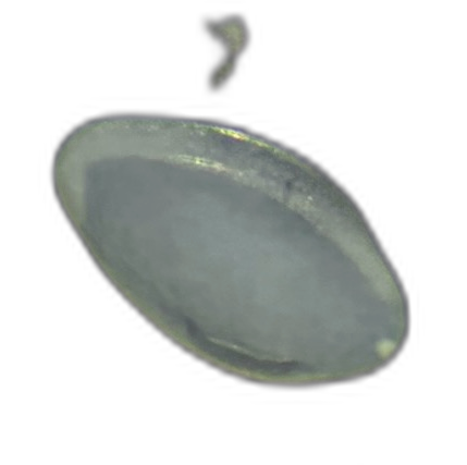 Specimen image