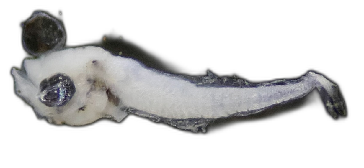 Specimen image