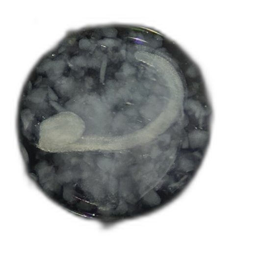 Specimen image