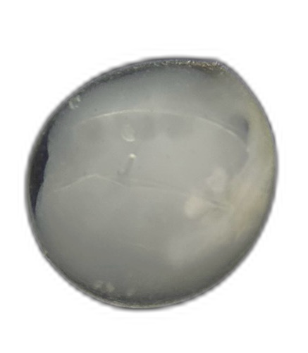 Specimen image