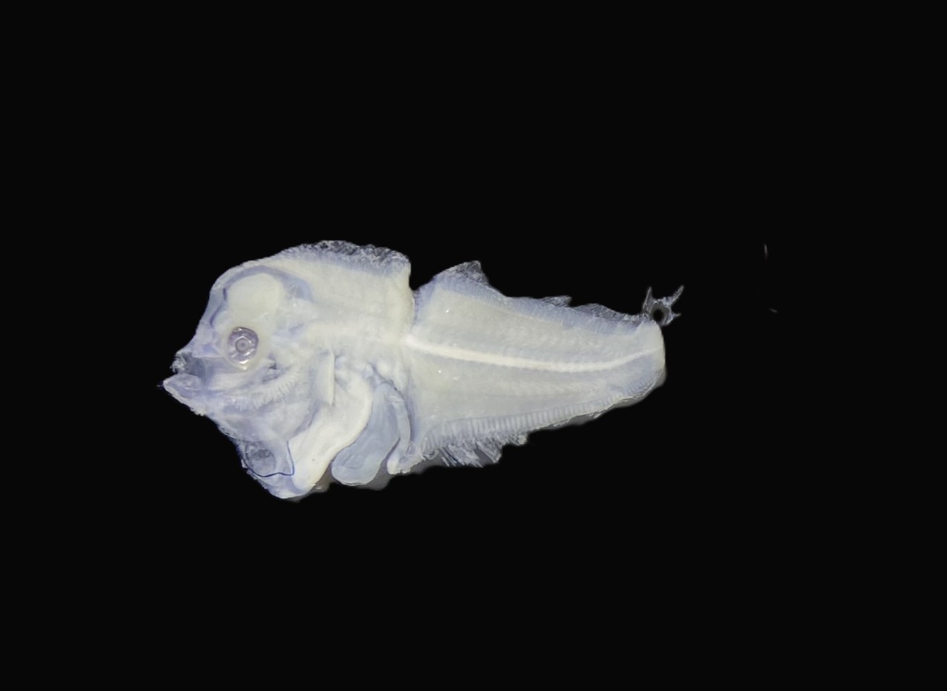 Specimen image