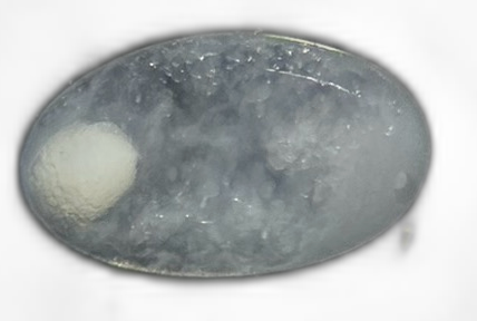 Specimen image