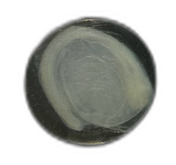 Specimen image