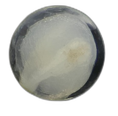 Specimen image