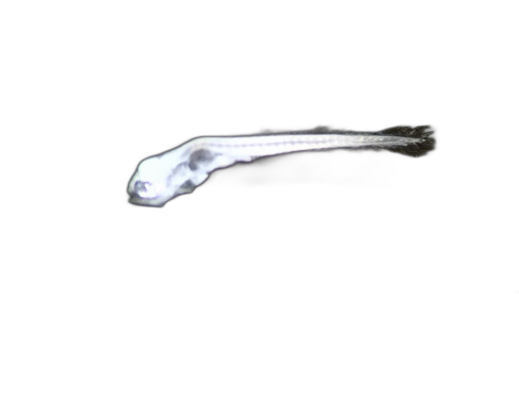 Specimen image