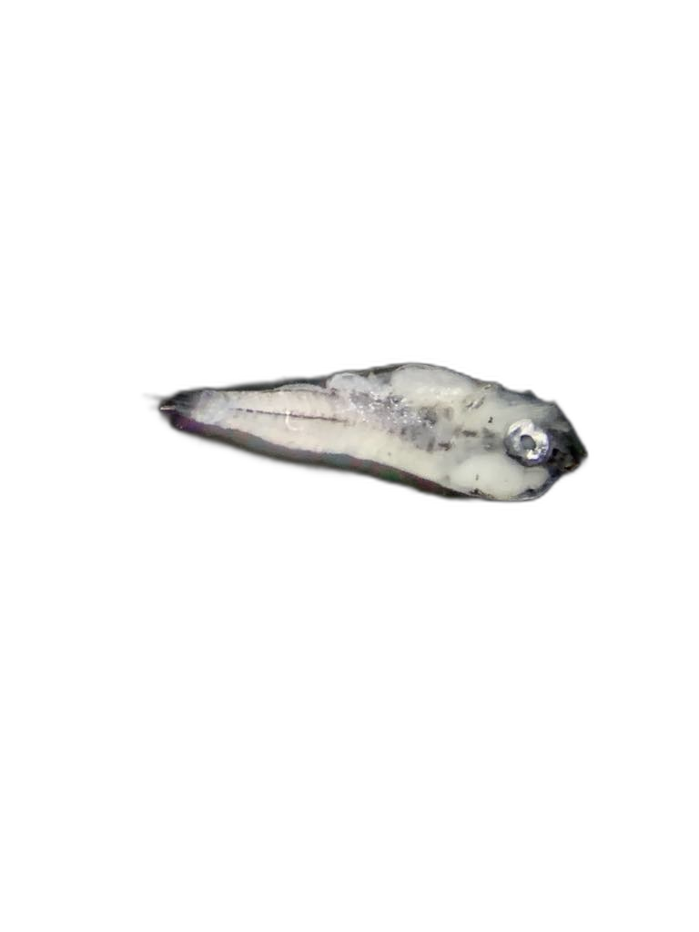Specimen image
