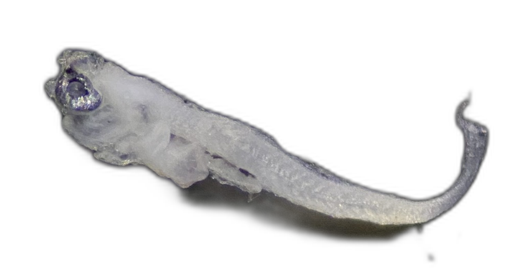 Specimen image