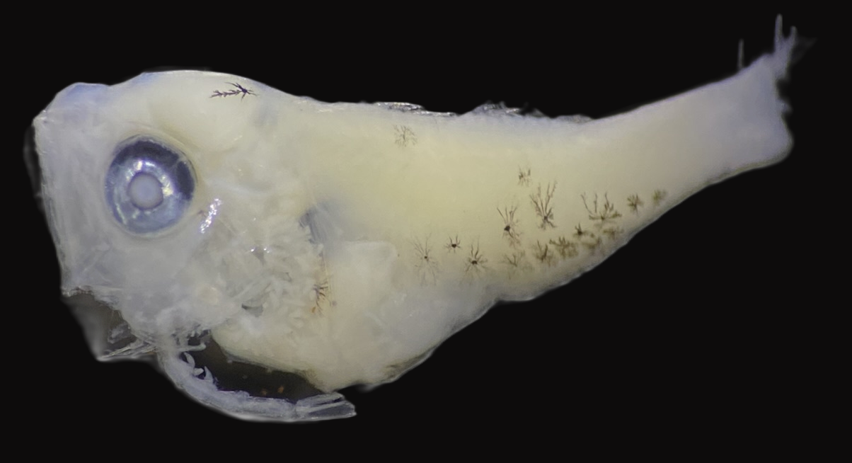Specimen image