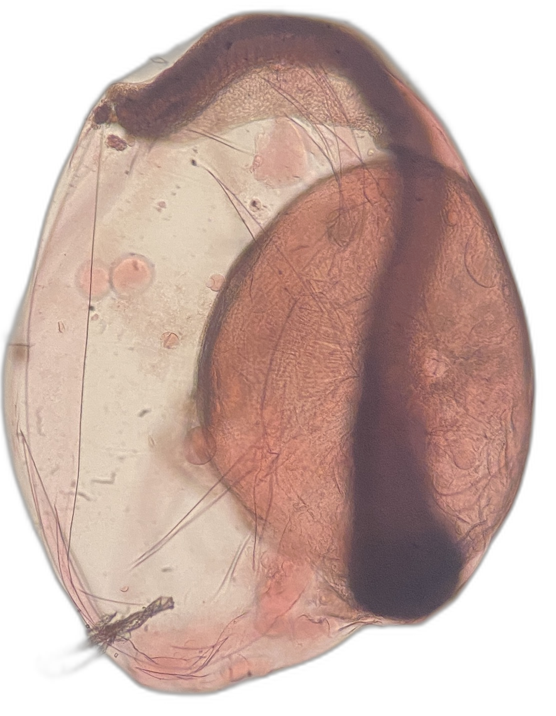 Specimen image