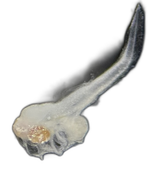 Specimen image