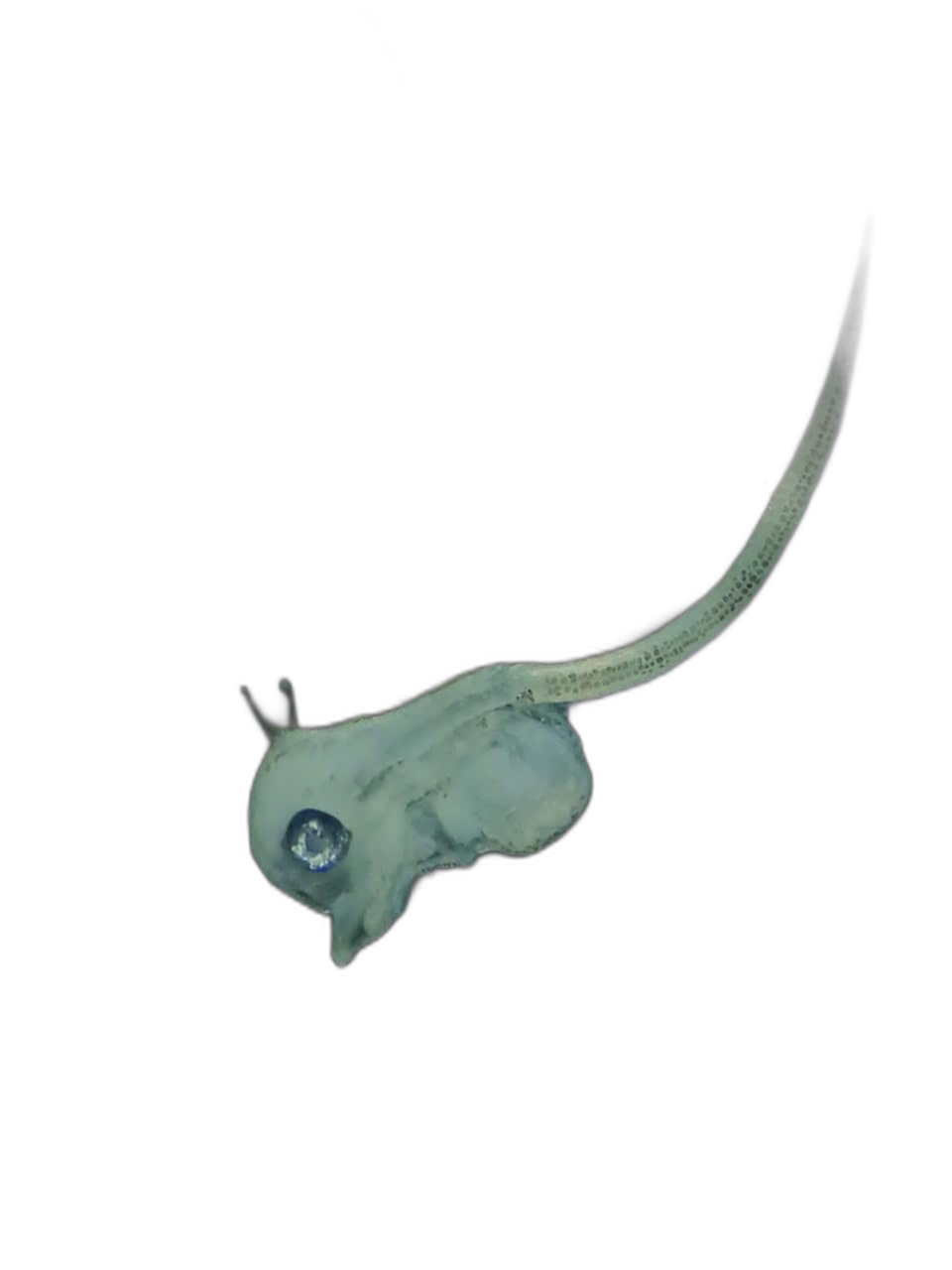 Specimen image