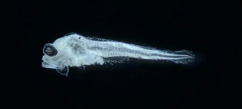 Specimen image