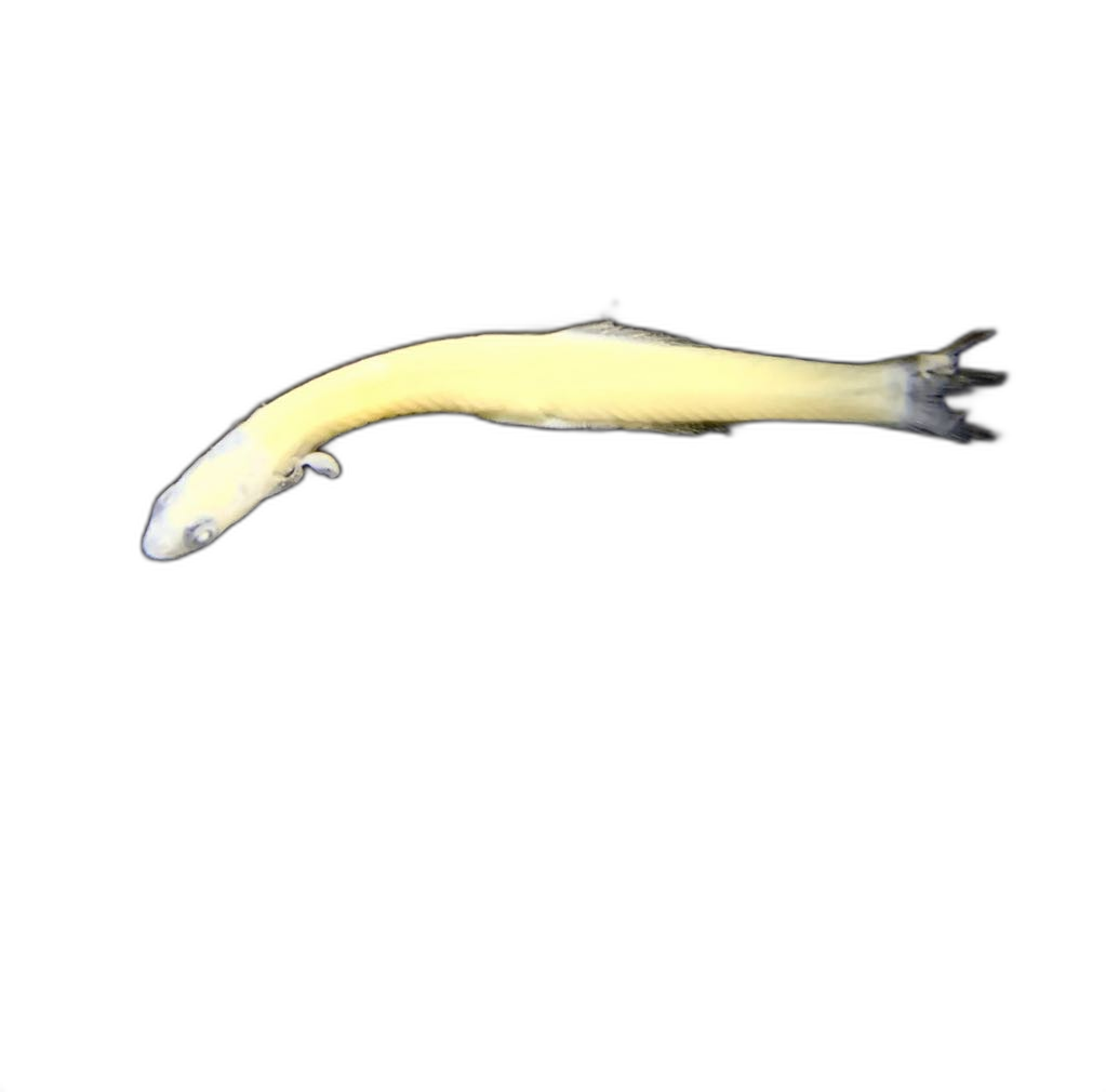 Specimen image