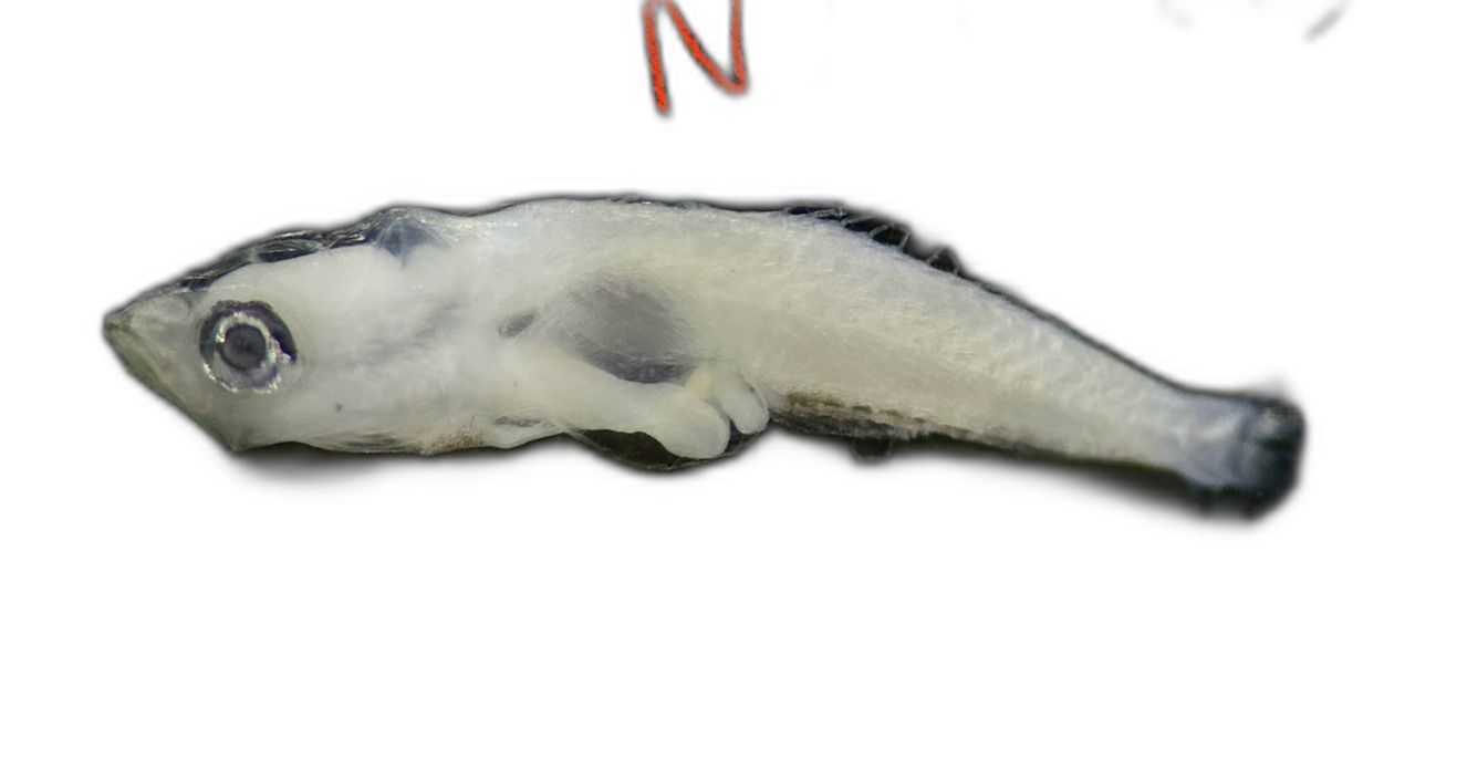 Specimen image