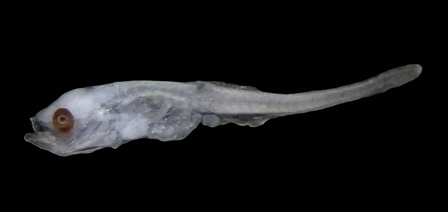 Specimen image