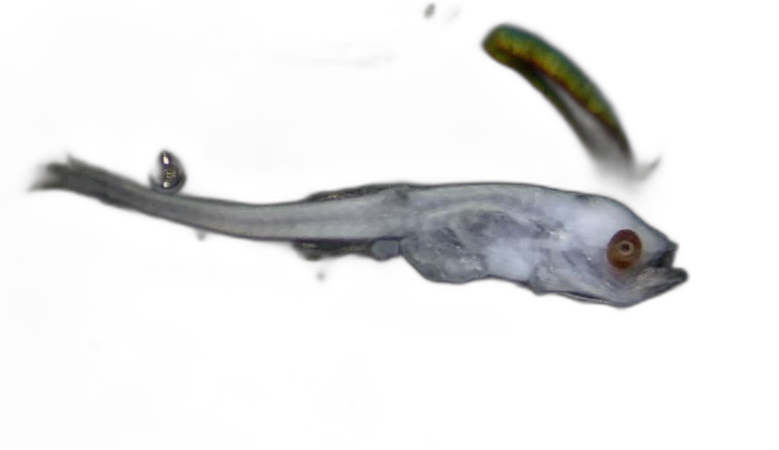 Specimen image