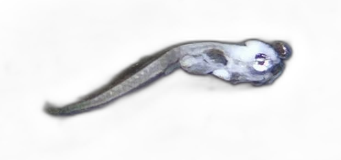Specimen image