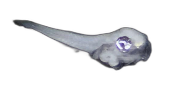 Specimen image