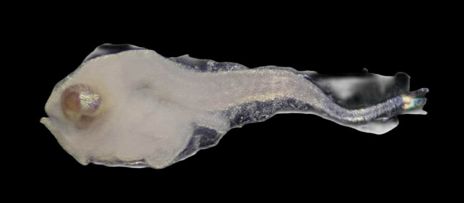Specimen image