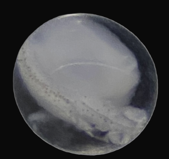 Specimen image