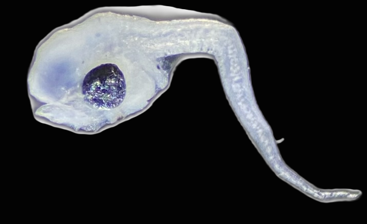 Specimen image