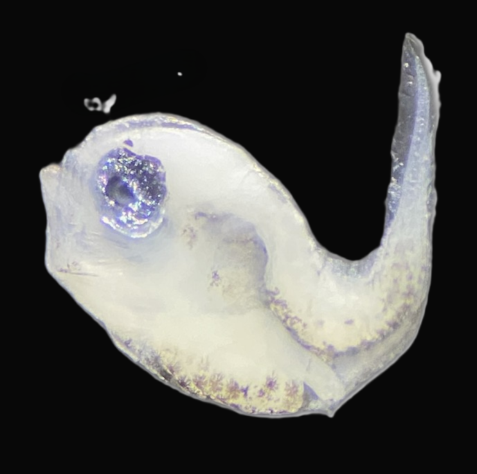 Specimen image