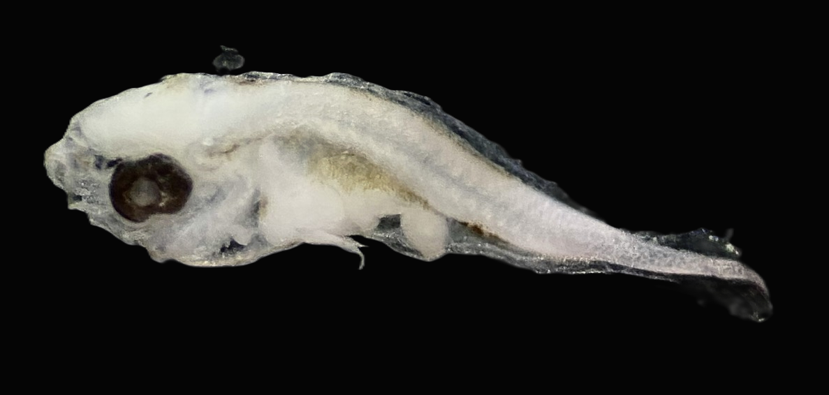 Specimen image