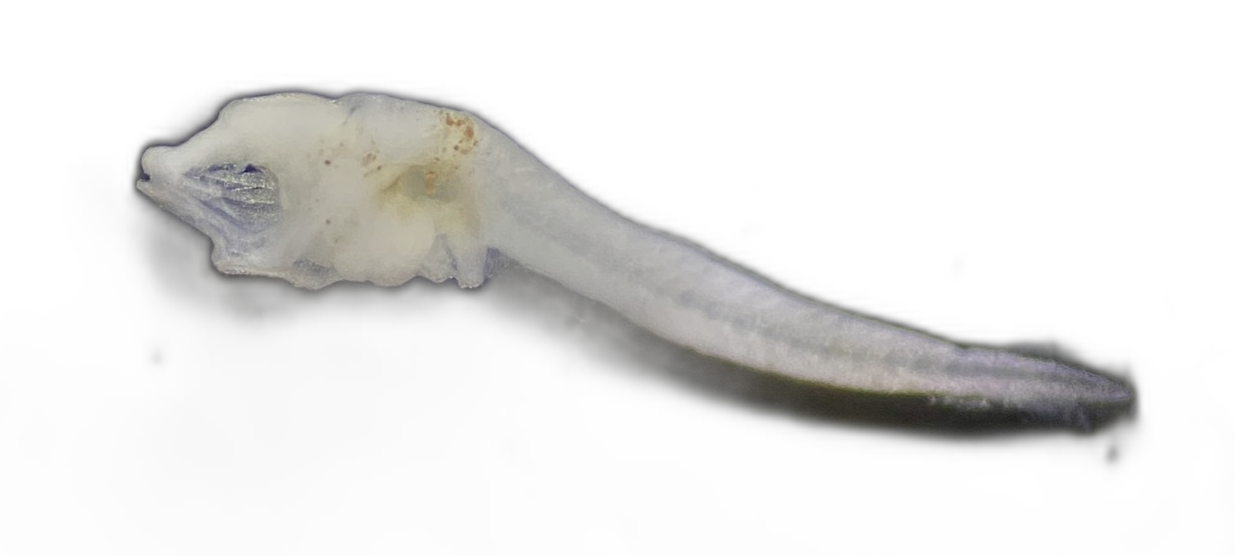 Specimen image