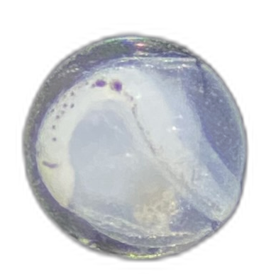 Specimen image