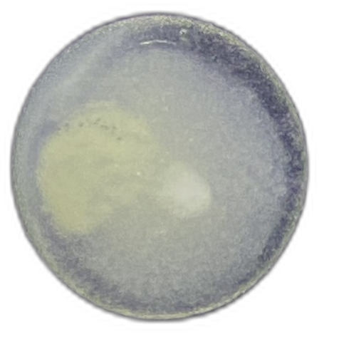 Specimen image