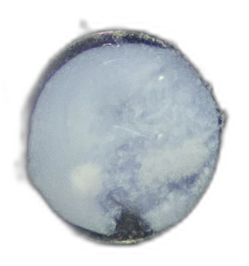 Specimen image