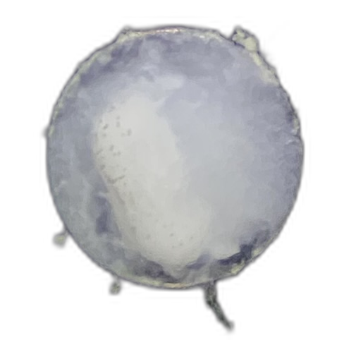 Specimen image