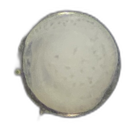 Specimen image