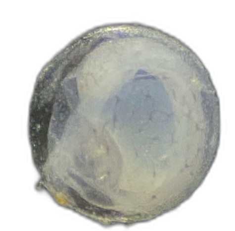 Specimen image