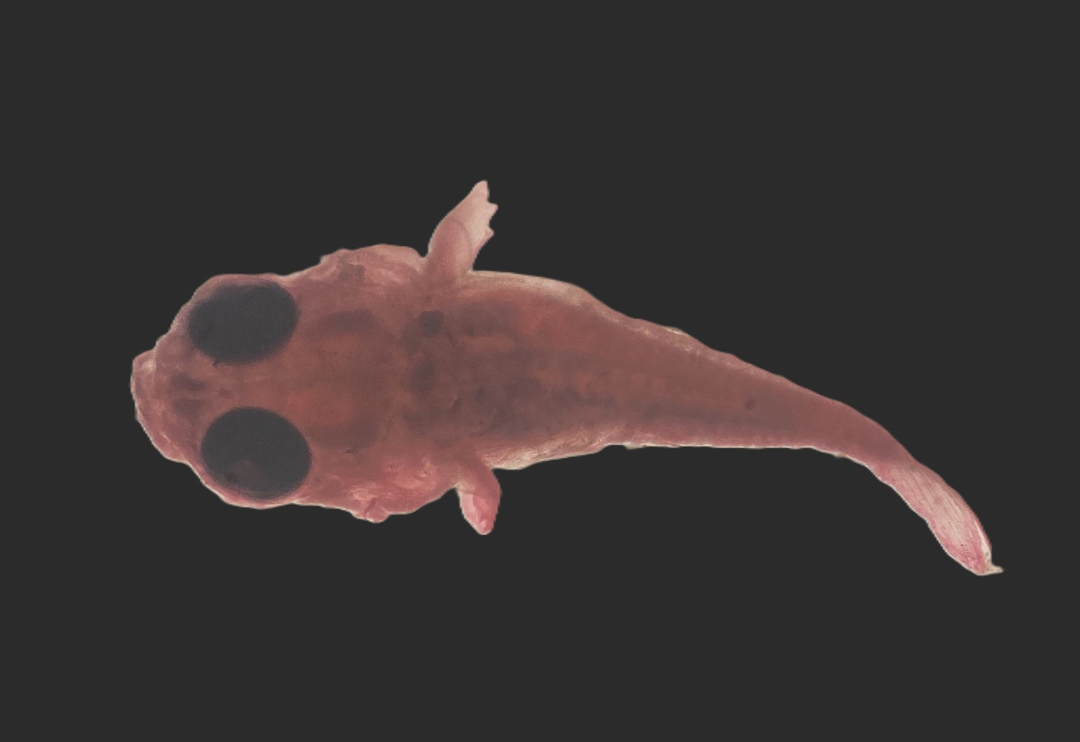 Specimen image