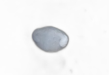 Specimen image