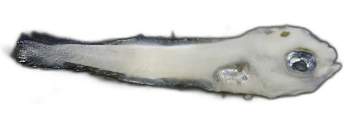 Specimen image