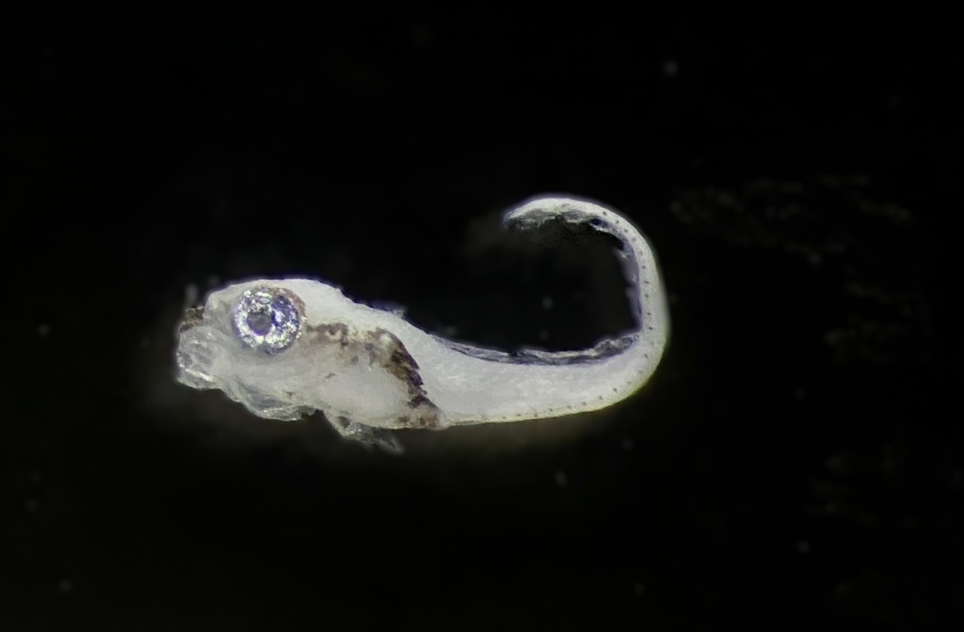 Specimen image