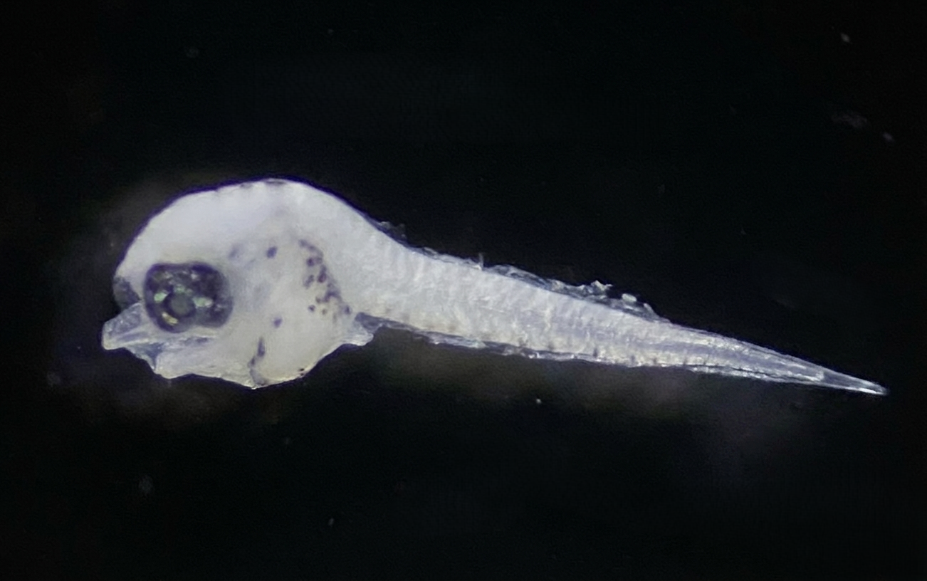 Specimen image