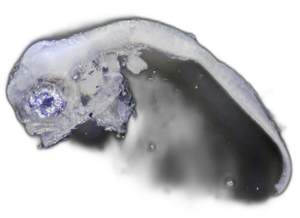 Specimen image