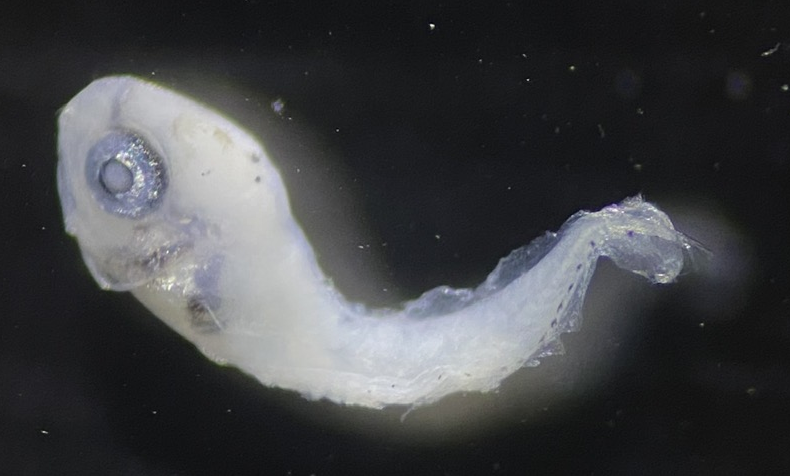 Specimen image