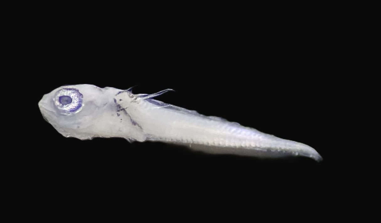 Specimen image