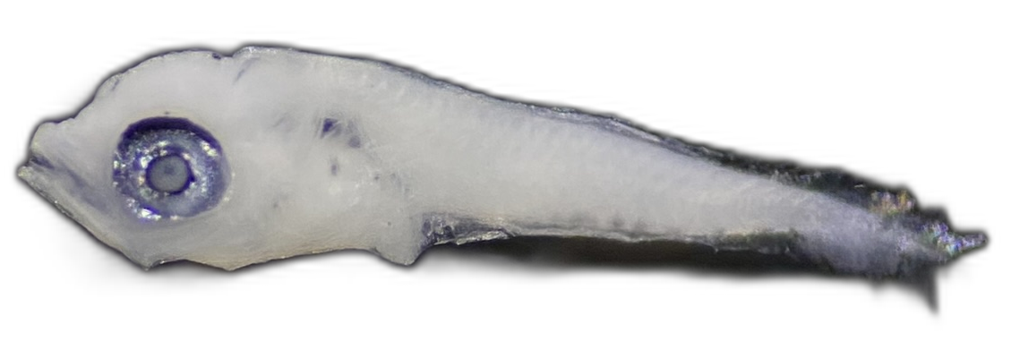 Specimen image