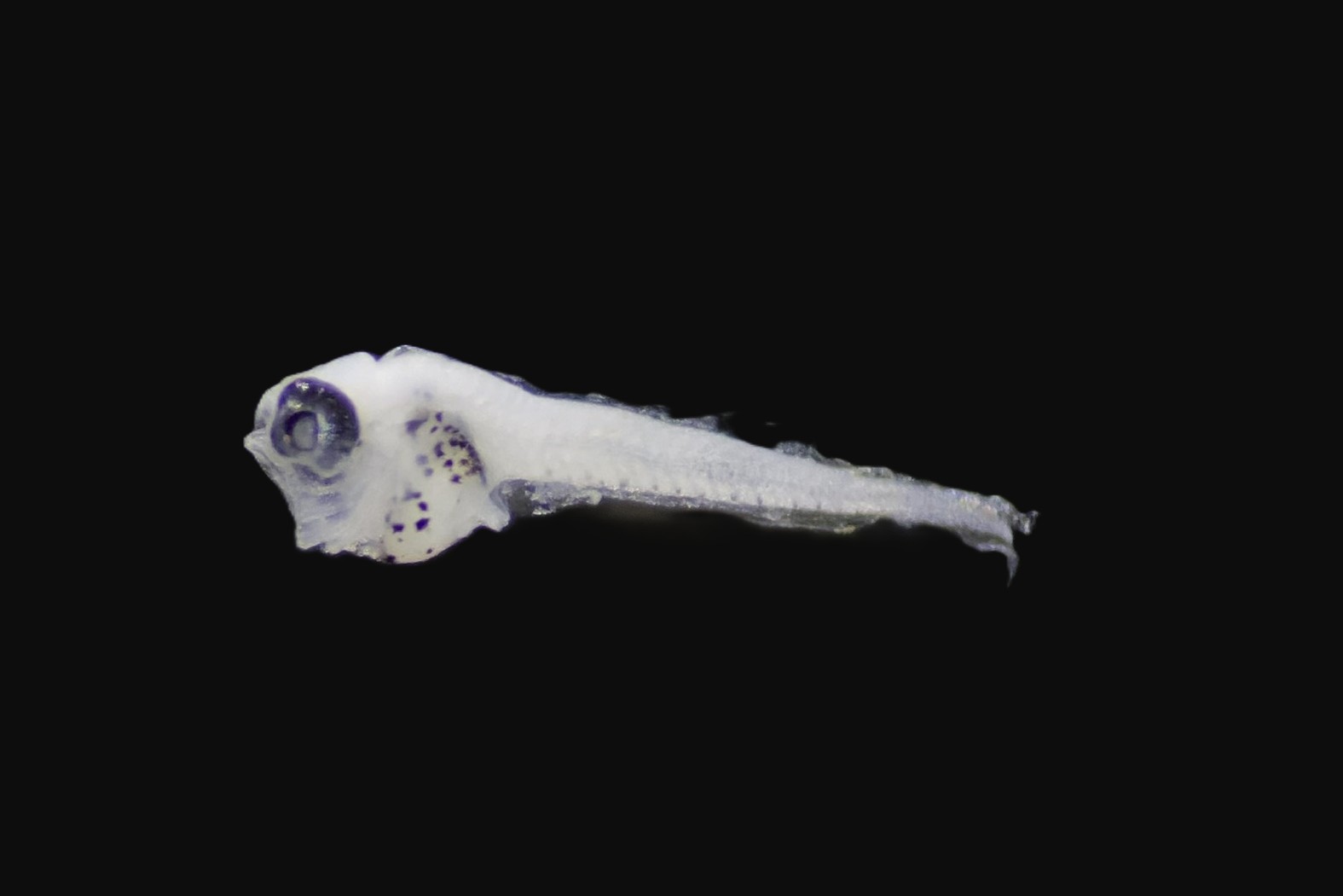 Specimen image