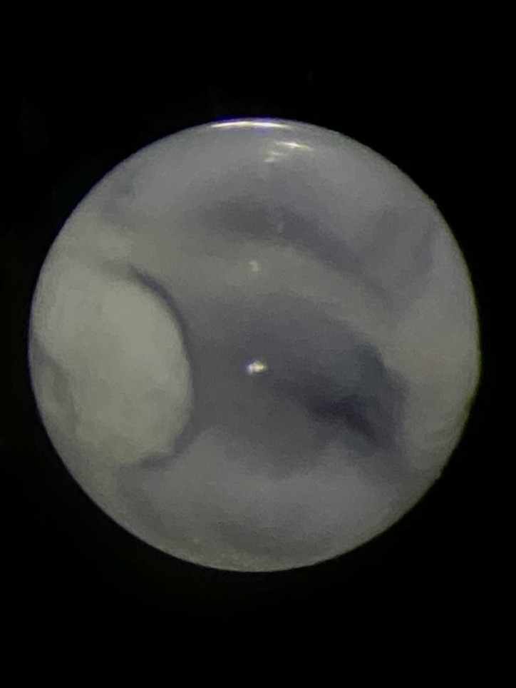 Specimen image
